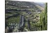 Douro Valley, Terraced Vineyards of Sandeman That Produces Port Wines-Mallorie Ostrowitz-Stretched Canvas