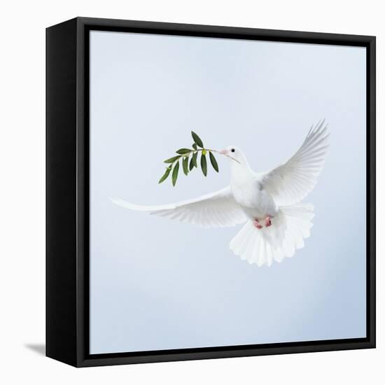 Dove in Flight Carrying Olive Branch in Beak Opeaceo-null-Framed Stretched Canvas