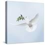 Dove in Flight Carrying Olive Branch in Beak Opeaceo-null-Stretched Canvas