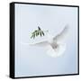 Dove in Flight Carrying Olive Branch in Beak Opeaceo-null-Framed Stretched Canvas