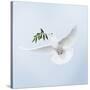 Dove in Flight Carrying Olive Branch in Beak Opeaceo-null-Stretched Canvas