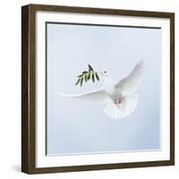 Dove in Flight Carrying Olive Branch in Beak Opeaceo-null-Framed Photographic Print