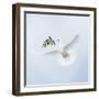 Dove in Flight Carrying Olive Branch in Beak Opeaceo-null-Framed Photographic Print