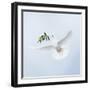 Dove in Flight Carrying Olive Branch in Beak Opeaceo-null-Framed Photographic Print