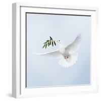 Dove in Flight Carrying Olive Branch in Beak Opeaceo-null-Framed Photographic Print