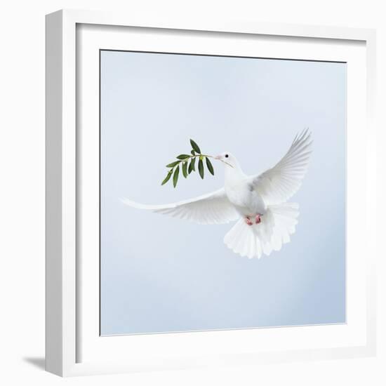 Dove in Flight Carrying Olive Branch in Beak Opeaceo-null-Framed Photographic Print