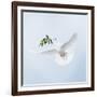 Dove in Flight Carrying Olive Branch in Beak Opeaceo-null-Framed Photographic Print