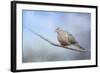 Dove in the Snow-Jai Johnson-Framed Giclee Print