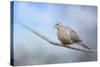 Dove in the Snow-Jai Johnson-Stretched Canvas