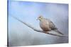 Dove in the Snow-Jai Johnson-Stretched Canvas