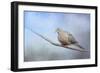 Dove in the Snow-Jai Johnson-Framed Giclee Print