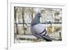 Dove on Seine Quay Wall-Cora Niele-Framed Giclee Print
