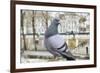 Dove on Seine Quay Wall-Cora Niele-Framed Giclee Print