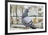 Dove on Seine Quay Wall-Cora Niele-Framed Giclee Print