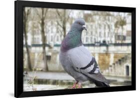 Dove on Seine Quay Wall-Cora Niele-Framed Giclee Print