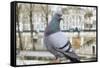 Dove on Seine Quay Wall-Cora Niele-Framed Stretched Canvas