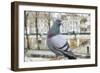 Dove on Seine Quay Wall-Cora Niele-Framed Giclee Print