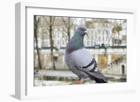 Dove on Seine Quay Wall-Cora Niele-Framed Giclee Print