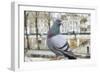 Dove on Seine Quay Wall-Cora Niele-Framed Giclee Print