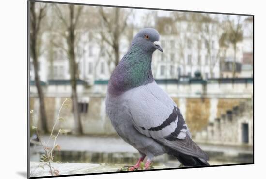 Dove on Seine Quay Wall-Cora Niele-Mounted Giclee Print