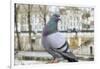 Dove on Seine Quay Wall-Cora Niele-Framed Giclee Print