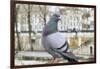 Dove on Seine Quay Wall-Cora Niele-Framed Giclee Print