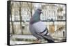 Dove on Seine Quay Wall-Cora Niele-Framed Stretched Canvas