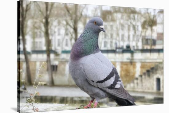 Dove on Seine Quay Wall-Cora Niele-Stretched Canvas