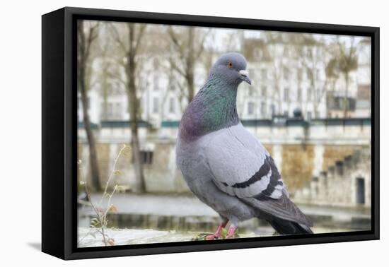 Dove on Seine Quay Wall-Cora Niele-Framed Stretched Canvas