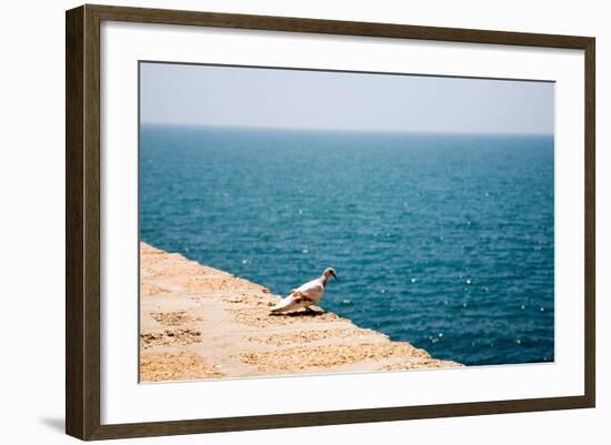 Dove on Wall by Sea-Felipe Rodriguez-Framed Photographic Print