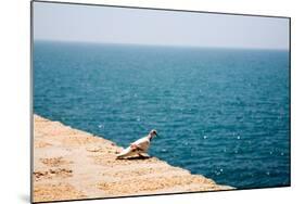 Dove on Wall by Sea-Felipe Rodriguez-Mounted Photographic Print
