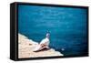 Dove on Wall by Sea-Felipe Rodriguez-Framed Stretched Canvas