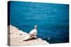 Dove on Wall by Sea-Felipe Rodriguez-Stretched Canvas