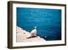 Dove on Wall by Sea-Felipe Rodriguez-Framed Photographic Print