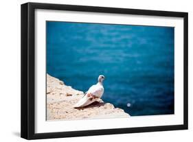 Dove on Wall by Sea-Felipe Rodriguez-Framed Photographic Print