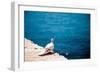 Dove on Wall by Sea-Felipe Rodriguez-Framed Photographic Print