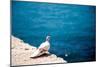 Dove on Wall by Sea-Felipe Rodriguez-Mounted Photographic Print