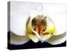 Dove Orchid-Dana Brett Munach-Stretched Canvas