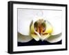 Dove Orchid-Dana Brett Munach-Framed Giclee Print