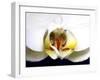 Dove Orchid-Dana Brett Munach-Framed Giclee Print