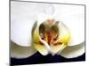 Dove Orchid-Dana Brett Munach-Mounted Giclee Print