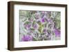 Dove's Foot Geranium, Geranium molle, Columbia River Gorge, Oregon-Adam Jones-Framed Photographic Print