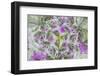 Dove's Foot Geranium, Geranium molle, Columbia River Gorge, Oregon-Adam Jones-Framed Photographic Print