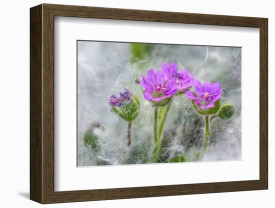 Dove's Foot Geranium, Geranium molle, Columbia River Gorge, Oregon-Adam Jones-Framed Photographic Print