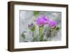 Dove's Foot Geranium, Geranium molle, Columbia River Gorge, Oregon-Adam Jones-Framed Photographic Print