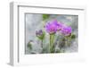 Dove's Foot Geranium, Geranium molle, Columbia River Gorge, Oregon-Adam Jones-Framed Photographic Print