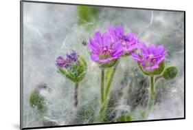 Dove's Foot Geranium, Geranium molle, Columbia River Gorge, Oregon-Adam Jones-Mounted Photographic Print