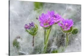 Dove's Foot Geranium, Geranium molle, Columbia River Gorge, Oregon-Adam Jones-Stretched Canvas