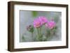 Dove's Foot Geranium, Geranium molle, Columbia River Gorge, Oregon-Adam Jones-Framed Photographic Print