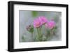 Dove's Foot Geranium, Geranium molle, Columbia River Gorge, Oregon-Adam Jones-Framed Photographic Print